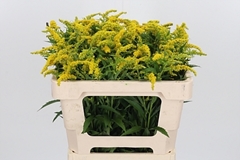 Soli Strahlenkrone 50cm 8gram