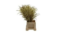 Dec Gr Kleurbe 21% 50cm
