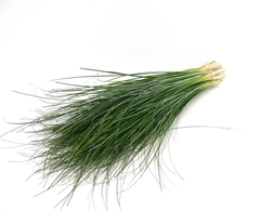 Xerophyl Beargras Bs 60cm