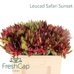 Leucad Safari Sunset 50cm