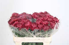 Chr G Bigoudi Red 80cm 70gram