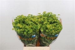 Bupleurum Rotundifol 50cm