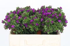 Di Barb Aldo Purple 52cm