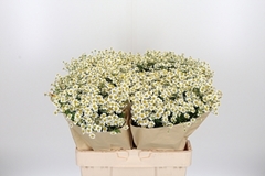 Tana Pa Cameron 65cm 23