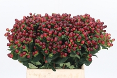 Hyp Coco Montana 45cm
