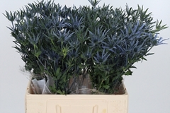 Eryn Pac Blue Stripe 60cm