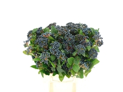 Viburnum Met Bes Bunch 50cm 400gram