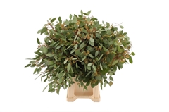 Euc Popul M Bes P Bs 65cm 300gram
