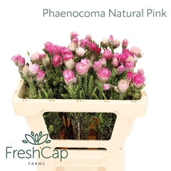 Phaenocoma Prolifera 50cm