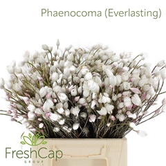Phaenocoma Prolifera 40cm