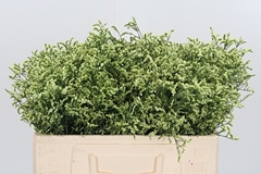 Lim Sin China Lemon 50cm 10gram