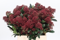 Skim J Rubella Bunch 45cm