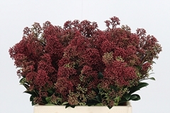 Skim J Rubella Bunch 40cm
