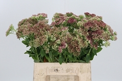 Sedum Spectabile Blo 42cm