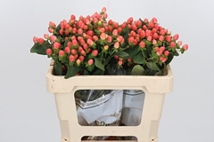 Hyp Mag Roy Princess 50cm