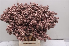 Bes Op Stok Copper Metallic