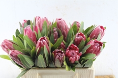 Protea Lancelot 30cm