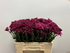 Chr Tbu Bep Sup Purp 55cm 60gram