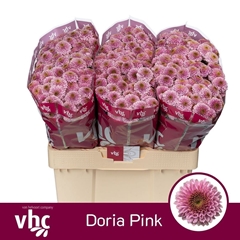 Chr San Doria Pink 55cm 130g