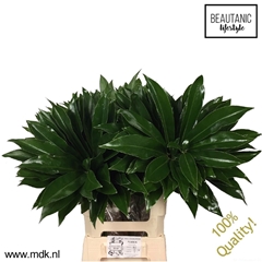 Philod Fun Bun 65cm