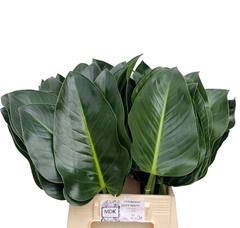 Philod Green Beauty 60cm