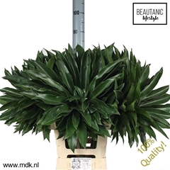 Philod Fun Bun 75cm