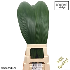 Molineria Capitulata 100cm