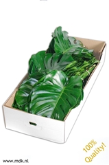 Monstera Blad..groot 60cm