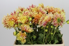 Dahl Other 55cm