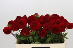 Dahl Red Fox 50cm