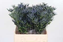 Eryn Pac Blue Stripe 60cm