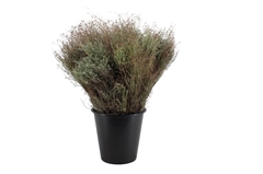 Thymus Capitatus Pb 60cm 400gram