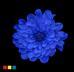 Chr T Altaj Blue