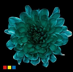 Chr T Altaj Ocean Green