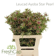 Leucad Ayoba St Pear 60cm