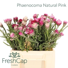Phaenocoma Prolifera 40cm