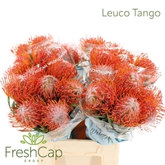 Leuco Co Tango 40cm