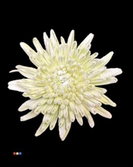 Chr G Ana Snow Lime Green