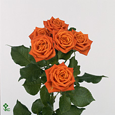 R Tr Babe 50cm 55+