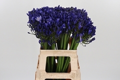 Agap Atlantic Ocean 60cm