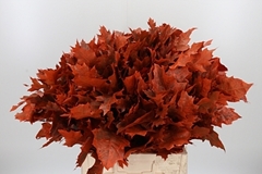 Querc Rubra Klb 21% 60cm