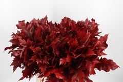 Querc Rubra Klb 21% 60cm