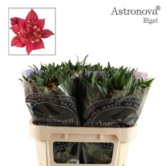 Alstr Astro Rigel 70cm 75gram