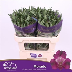 Alstr Morado 75cm 80gram