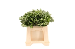 Pittosporum Ilan 40cm