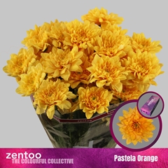 Chr T Pastela Orange 70cm 95gram