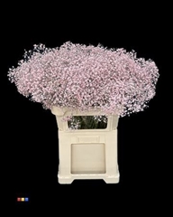 Gyps Xlence Light Pink