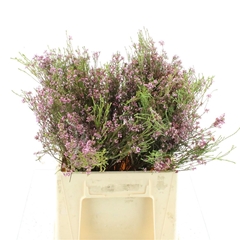 Erica Corifolia 50cm
