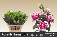 Li Or Du Rl Samantha 75cm 45+