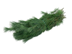 Pinus Strobus Bunch 90cm 5000gram
